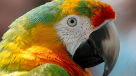 papoušek macaw-943228 1280